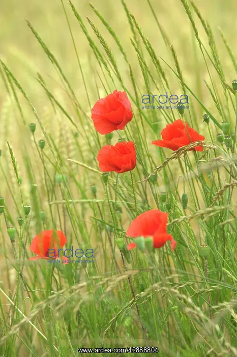  : Poppies