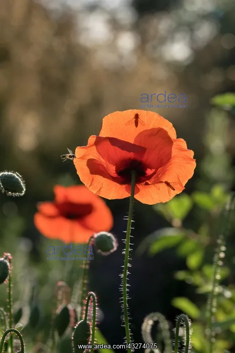  : Poppies