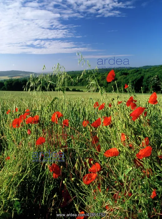: POPPIES - In arable weed field : POPPIES - In arable weed field