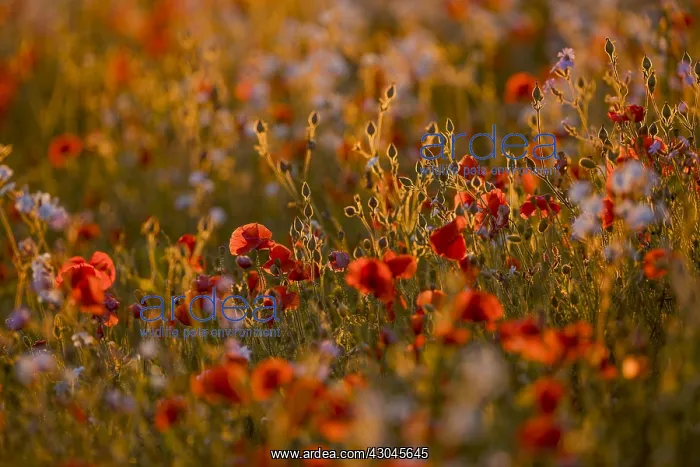 : Poppies - Backlit - Cornwall - UK : Poppies - Backlit - Cornwall - UK
