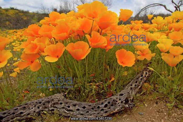 : Poppies - blooming in desert : Poppies - blooming in desert
