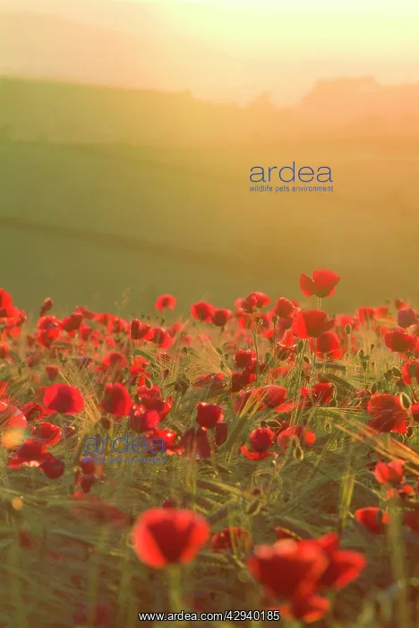 : Poppies in cereal crop, sun haze / flare - backlit : Poppies in cereal crop, sun haze / flare - backlit