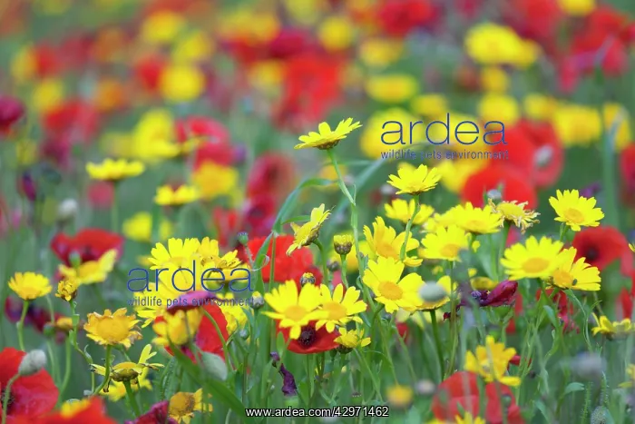 : Poppies and Corn Marigolds (Chrysanthemum segetum) : Poppies and Corn Marigolds (Chrysanthemum segetum)