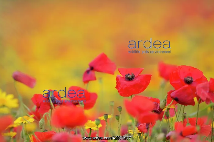 : Poppies with Corn Marigolds (Chrysanthemum segetum) : Poppies with Corn Marigolds (Chrysanthemum segetum)