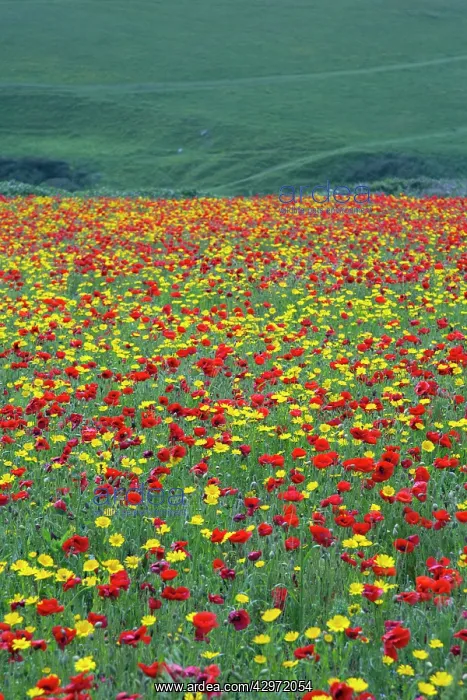 : Poppies and Corn Marigolds (Chrysanthemum segetum) : Poppies and Corn Marigolds (Chrysanthemum segetum)