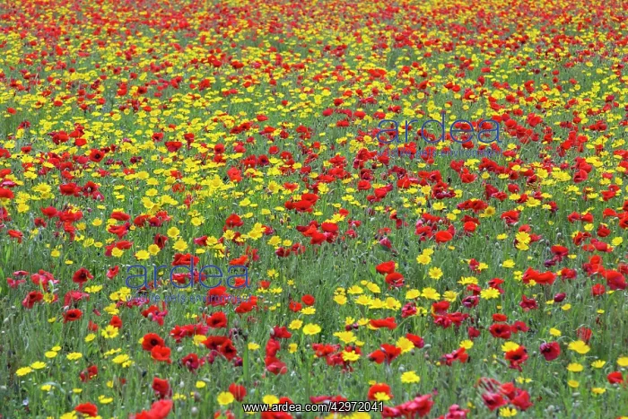 : Poppies and Corn Marigolds (Chrysanthemum segetum) in meadow : Poppies and Corn Marigolds (Chrysanthemum segetum) in meadow