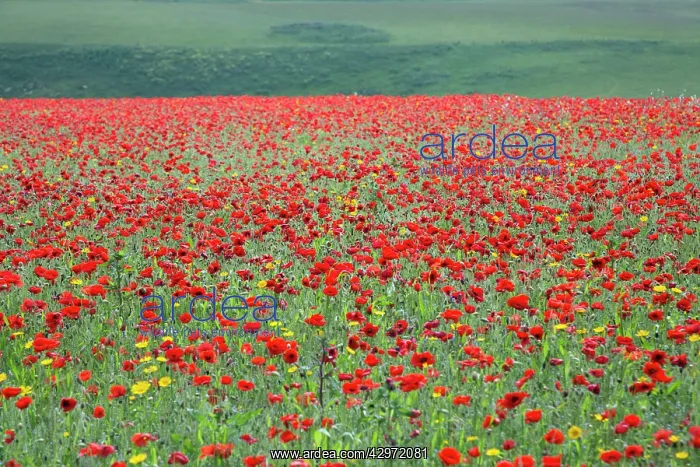  : Poppies and Corn Marigolds (Chrysanthemum segetum) in meadow