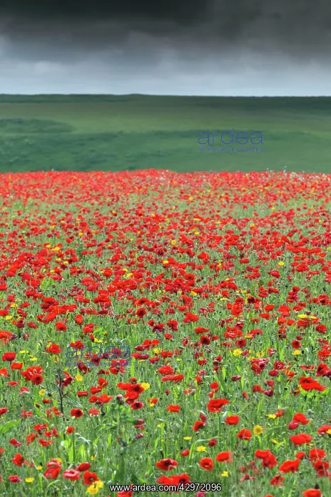 : Poppies and Corn Marigolds (Chrysanthemum segetum) in meadow : Poppies and Corn Marigolds (Chrysanthemum segetum) in meadow