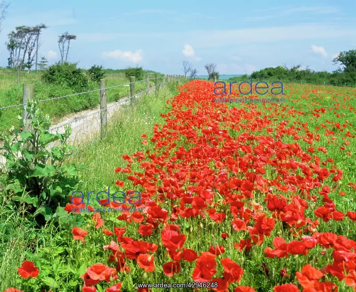: Poppies - on field margin in June : Poppies - on field margin in June