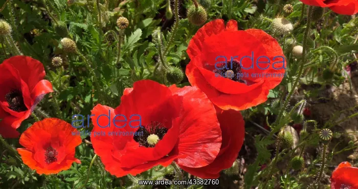 : Poppies field (papaver rhoeas), in bloom, near S : Poppies field (papaver rhoeas), in bloom, near S