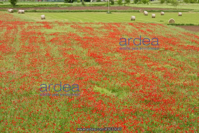 : Poppies in field with Sainfoin in spring Italy : Poppies in field with Sainfoin in spring Italy
