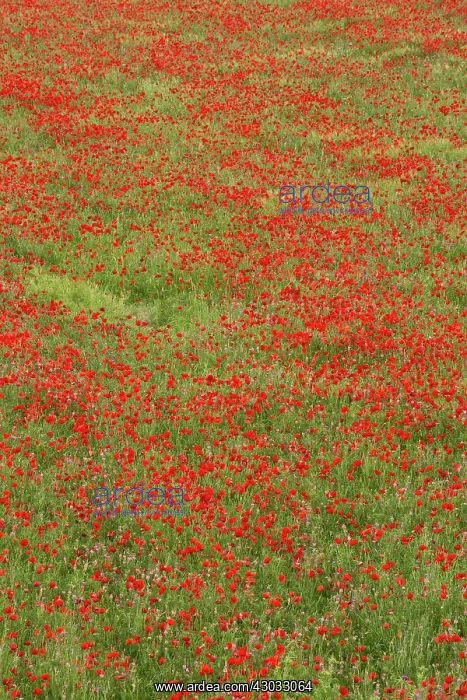: Poppies in field with Sainfoin in spring Italy : Poppies in field with Sainfoin in spring Italy