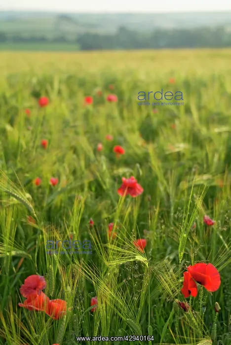  : Poppies in green barley