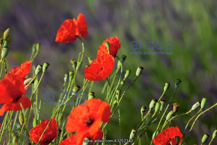 : Poppies growing in the middle of a field : Poppies growing in the middle of a field