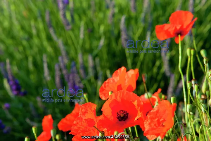 : Poppies growing in the middle of a field : Poppies growing in the middle of a field