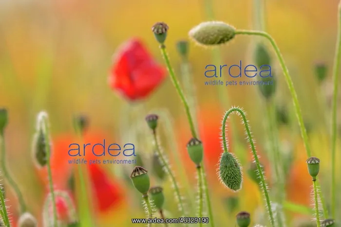 : Poppies - Seed Heads; Buds and Flowers - UK : Poppies - Seed Heads; Buds and Flowers - UK