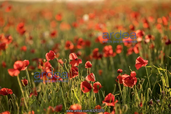 : Poppies at West Pentire - Cornwall - UK : Poppies at West Pentire - Cornwall - UK