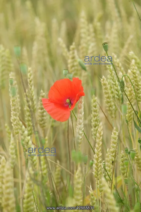 : Poppies - in wheat / corn field : Poppies - in wheat / corn field