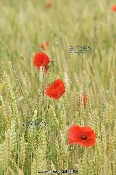  : Poppies - in wheat field