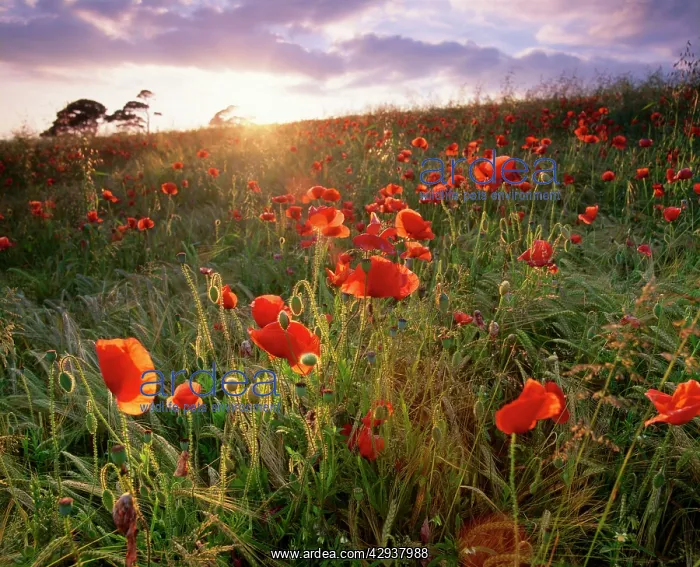 : Poppies - in wheat field, backlit