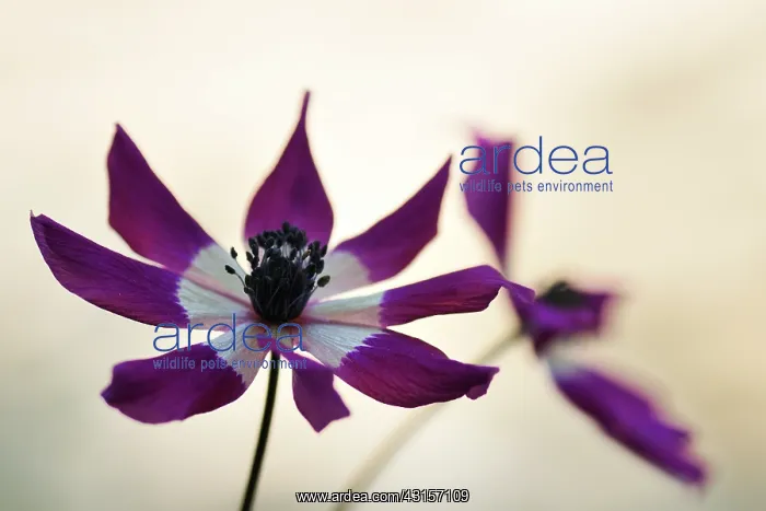 : Poppy Anemone : Poppy Anemone