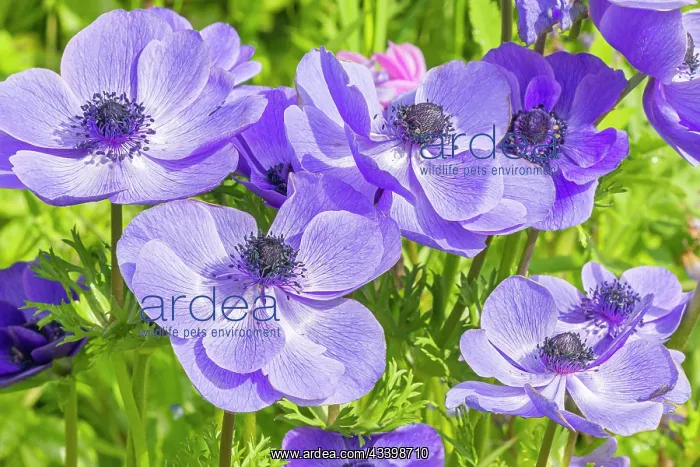 : Poppy Anemone, Anemone coronaria Mr Fokker, flowers : Poppy Anemone, Anemone coronaria Mr Fokker, flowers