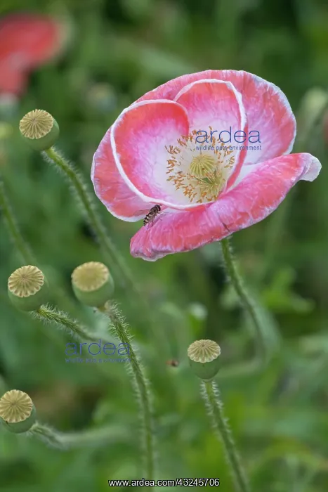 : Poppy blossom with hoverfly : Poppy blossom with hoverfly