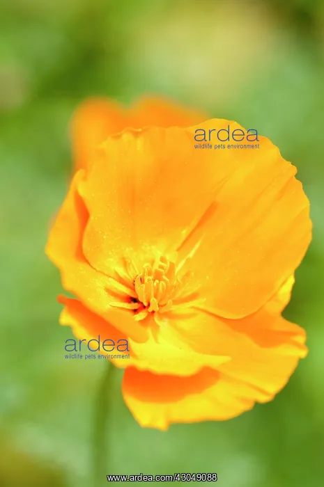 : Poppy, Californian poppy : Poppy, Californian poppy