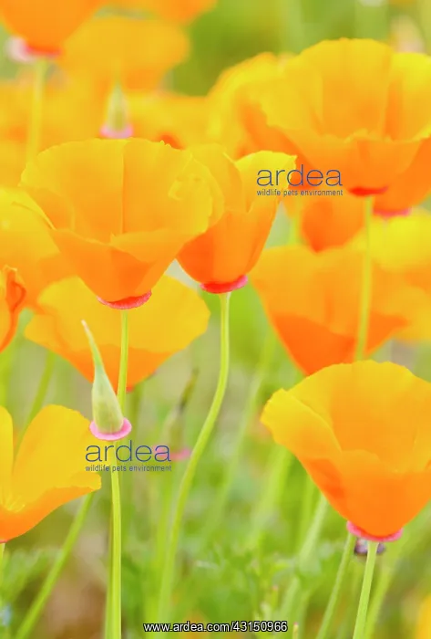 : Poppy, Californian poppy, Eschscholzia, Eschscholzia : Poppy, Californian poppy, Eschscholzia, Eschscholzia