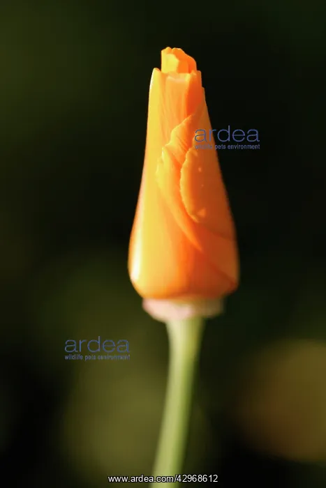 : Poppy, Californian poppy, Eschscholzia californica : Poppy, Californian poppy, Eschscholzia californica