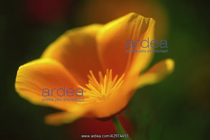 : Poppy, Californian poppy, Eschscholzia californica : Poppy, Californian poppy, Eschscholzia californica