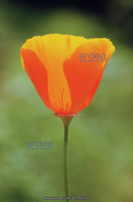 : Poppy, Californian poppy, Eschscholzia californica : Poppy, Californian poppy, Eschscholzia californica