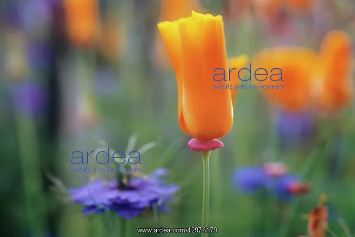 : Poppy, Californian poppy, Eschscholzia californica : Poppy, Californian poppy, Eschscholzia californica