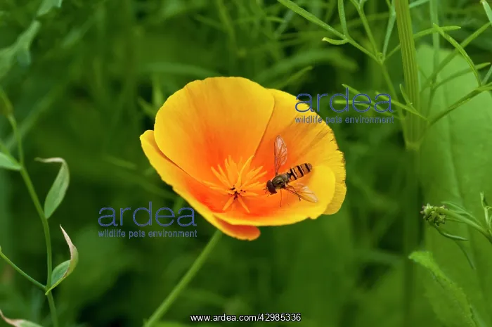 : Poppy, Californian poppy, Eschscholzia californica : Poppy, Californian poppy, Eschscholzia californica
