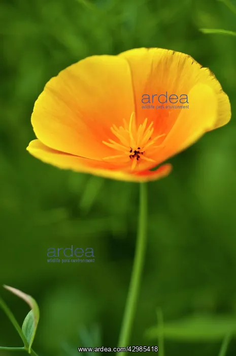 : Poppy, Californian poppy, Eschscholzia californica : Poppy, Californian poppy, Eschscholzia californica
