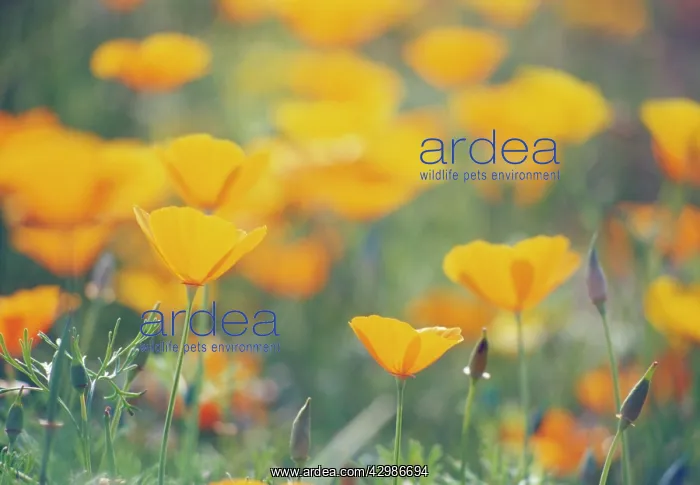 : Poppy, Californian poppy, Eschscholzia californica : Poppy, Californian poppy, Eschscholzia californica