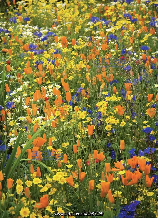 : Poppy, Californian poppy, Eschscholzia californica : Poppy, Californian poppy, Eschscholzia californica