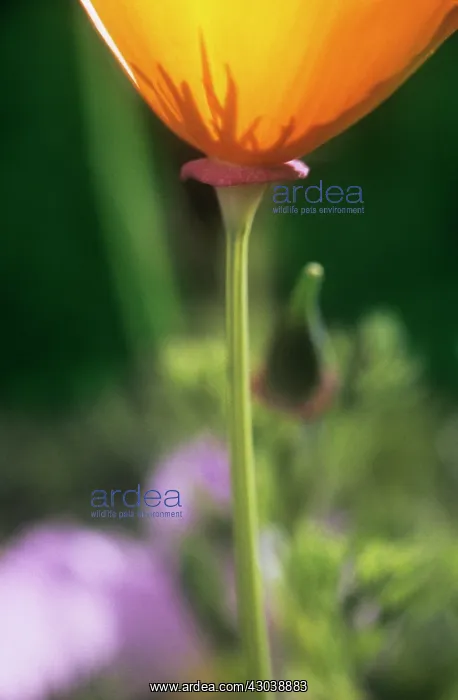 : Poppy, Californian poppy, Eschscholzia californica : Poppy, Californian poppy, Eschscholzia californica