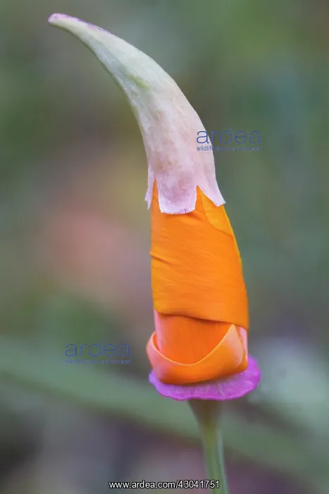 : Poppy, Californian poppy, Eschscholzia californica : Poppy, Californian poppy, Eschscholzia californica
