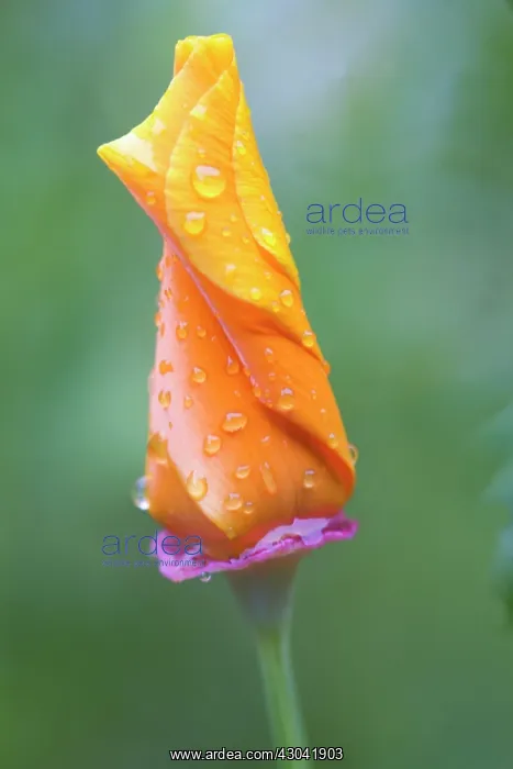 : Poppy, Californian poppy, Eschscholzia californica : Poppy, Californian poppy, Eschscholzia californica