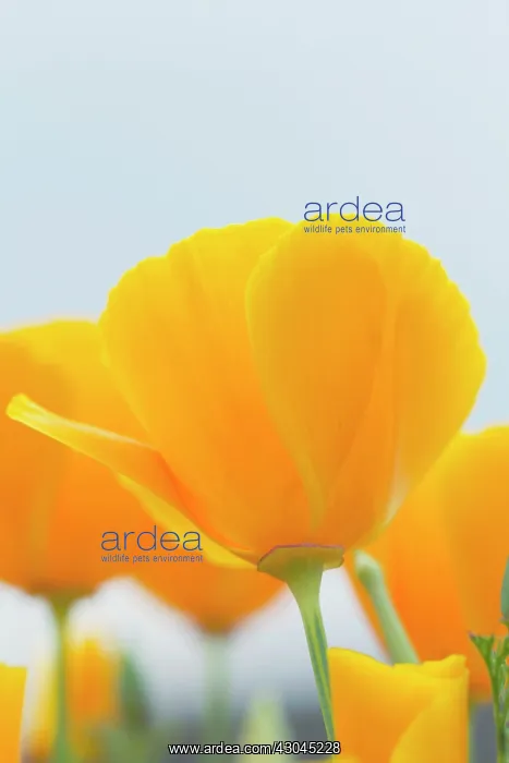 : Poppy, Californian poppy, Eschscholzia californica : Poppy, Californian poppy, Eschscholzia californica