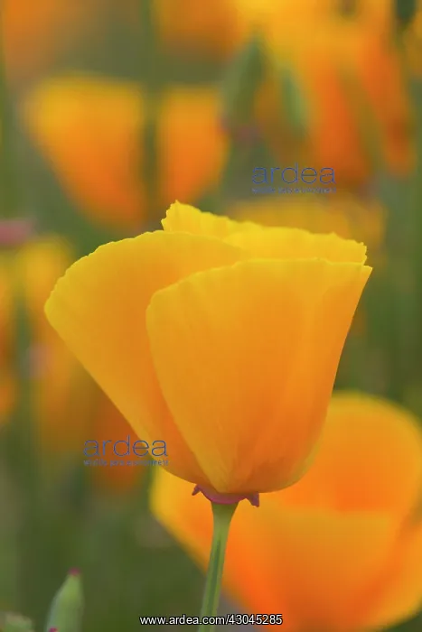 : Poppy, Californian poppy, Eschscholzia californica : Poppy, Californian poppy, Eschscholzia californica