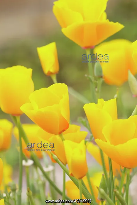 : Poppy, Californian poppy, Eschscholzia californica : Poppy, Californian poppy, Eschscholzia californica