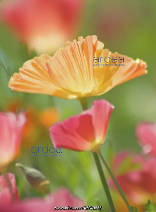 : Poppy, Californian poppy, Eschscholzia californica : Poppy, Californian poppy, Eschscholzia californica