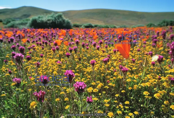  : Poppy, Californian poppy, Eschscholzia californica