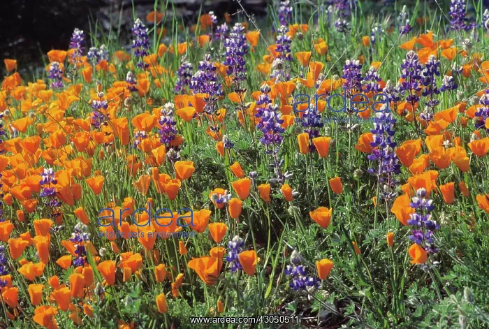  : Poppy, Californian poppy, Eschscholzia californica