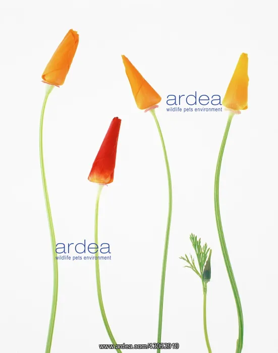 : Poppy, Californian poppy, Eschscholzia californica : Poppy, Californian poppy, Eschscholzia californica