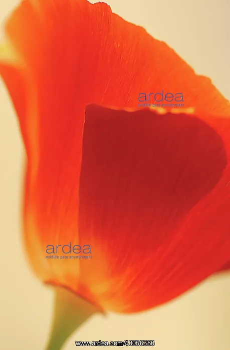 : Poppy, Californian poppy, Eschscholzia californica : Poppy, Californian poppy, Eschscholzia californica