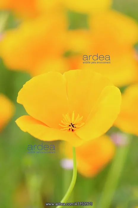 : Poppy, Californian Poppy, Eschscholzia californica, Bright o : Poppy, Californian Poppy, Eschscholzia californica, Bright o