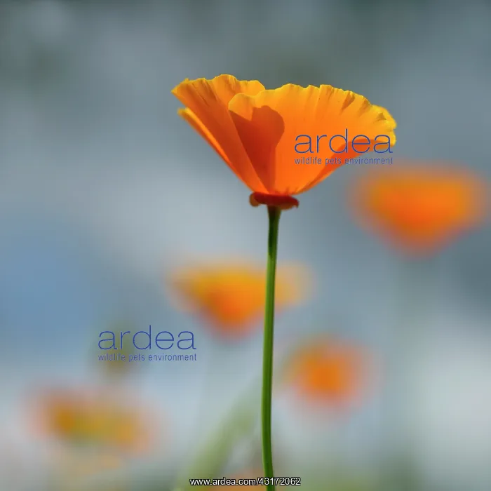 : Poppy, Californian poppy, Eschscholzia californica : Poppy, Californian poppy, Eschscholzia californica